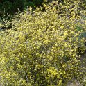 Corokia cotoneaster